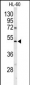 POLG2 Antibody (C-term)